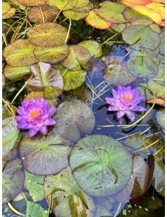 Nymphaea Siam Purple 1 tavirózsa cserép nélkül