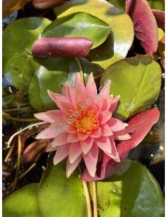 Tavirózsa Nymphaea Colorado cserép nélkül