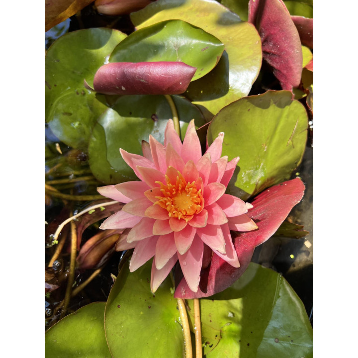 Tavirózsa Nymphaea Colorado cserép nélkül