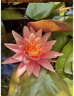 Tavirózsa Nymphaea Sunny Pink cserép nélkül