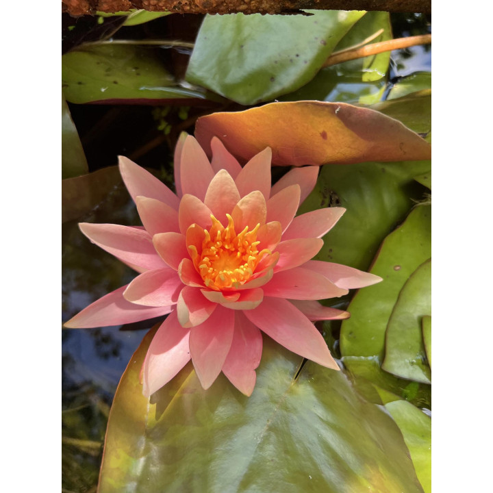 Tavirózsa Nymphaea Sunny Pink cserép nélkül