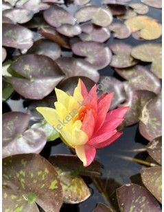 Nymphaea Wanvisa tavirózsa cserép nélkül