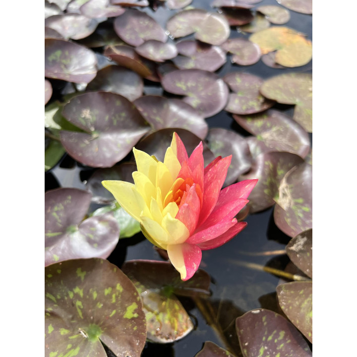 Nymphaea Wanvisa tavirózsa cserép nélkül