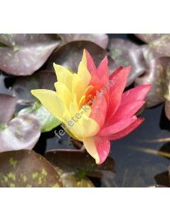 Nymphaea Wanvisa tavirózsa cserép nélkül