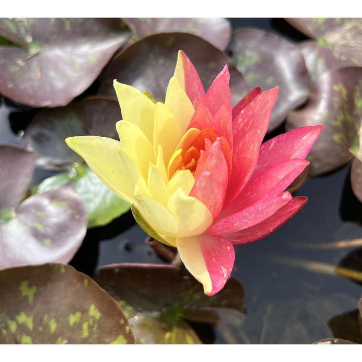 Nymphaea Wanvisa tavirózsa cserép nélkül