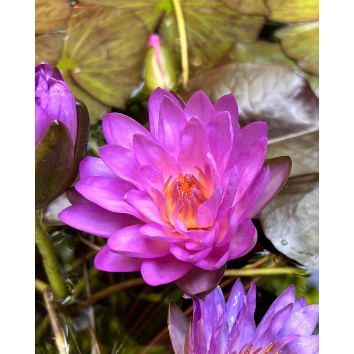 Nymphaea Siam Purple 2 tavirózsa cserép nélkül
