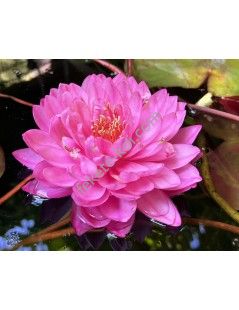 Nymphaea Fuchsia Pom Pom tavirózsa cserép nélkül