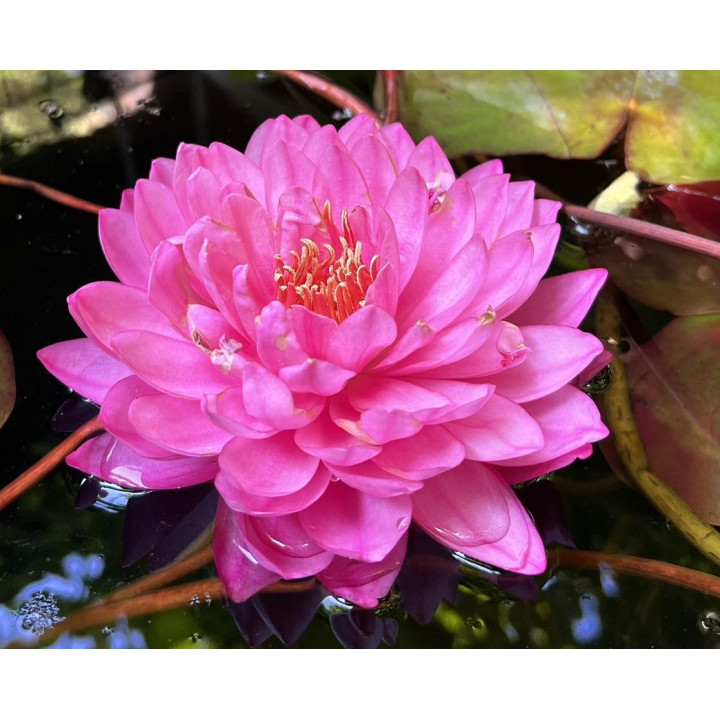 Nymphaea Fuchsia Pom Pom tavirózsa cserép nélkül