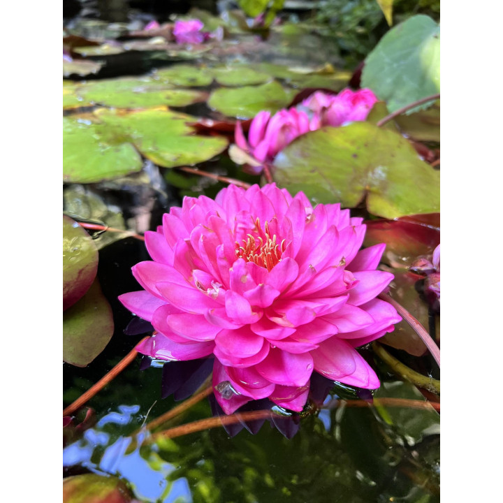 Nymphaea Fuchsia Pom Pom tavirózsa cserép nélkül