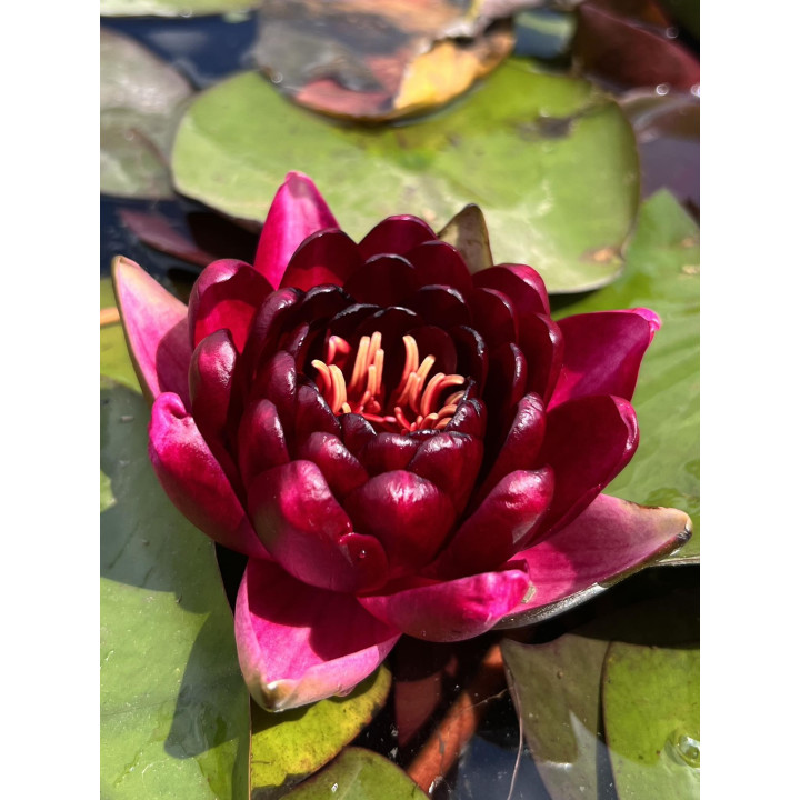 Nymphaea Black Princess tavirózsa cserép nélkül