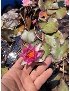 Nymphaea Pygmaea Rubra mini tavirózsa cserép nélkül