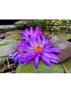 Nymphaea Detective Erika tavirózsa cserép nélkül