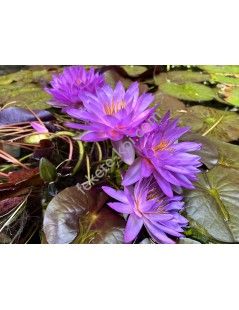 Nymphaea Siam Purple 2 tavirózsa cserép nélkül