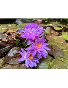 Nymphaea Siam Purple 2 tavirózsa cserép nélkül