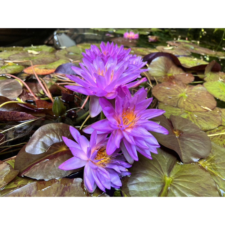 Nymphaea Siam Purple 2 tavirózsa cserép nélkül