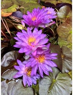 Nymphaea Siam Purple 2 tavirózsa cserép nélkül