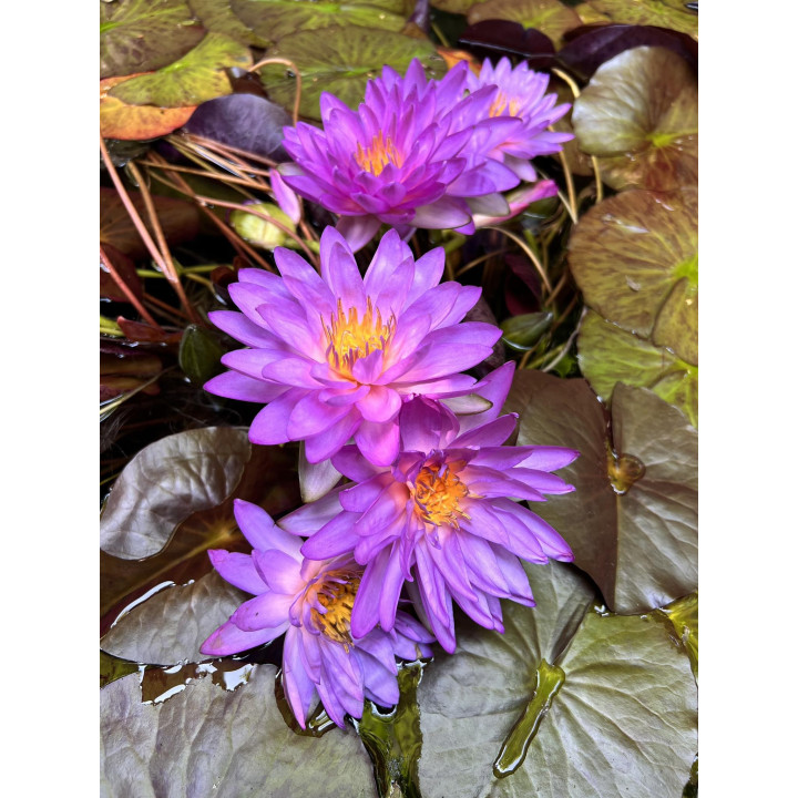 Nymphaea Siam Purple 2 tavirózsa cserép nélkül