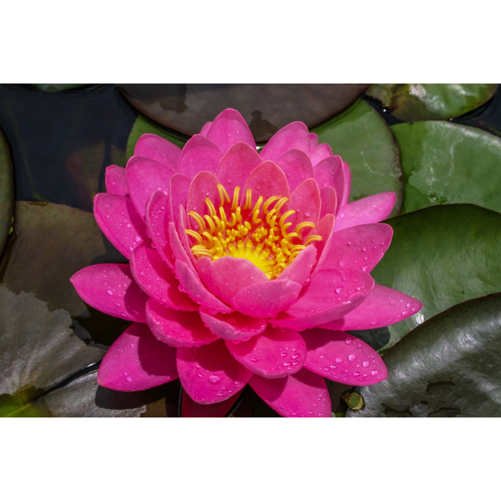 Nymphaea Perry's Fire Opal tavirózsa cserép nélkül