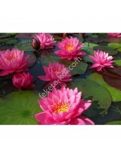 Nymphaea Perry's Fire Opal tavirózsa cserép nélkül