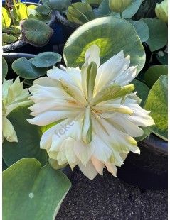 Nelumbo 'Prairie Star' lótusz (84)