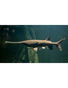 Lapátorrú tok 35/40cm