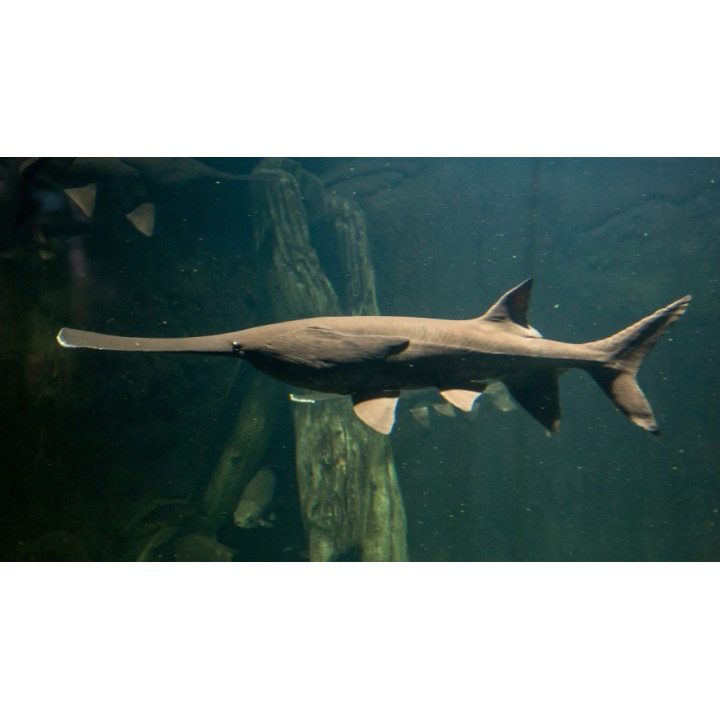 Lapátorrú tok 35/40cm