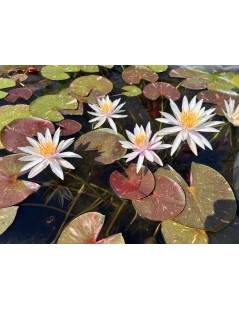 Nymphaea ‘Arc-en-Ciel’ tavirózsa cserép nélkül