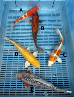 Koi Handpick 30-35cm 1