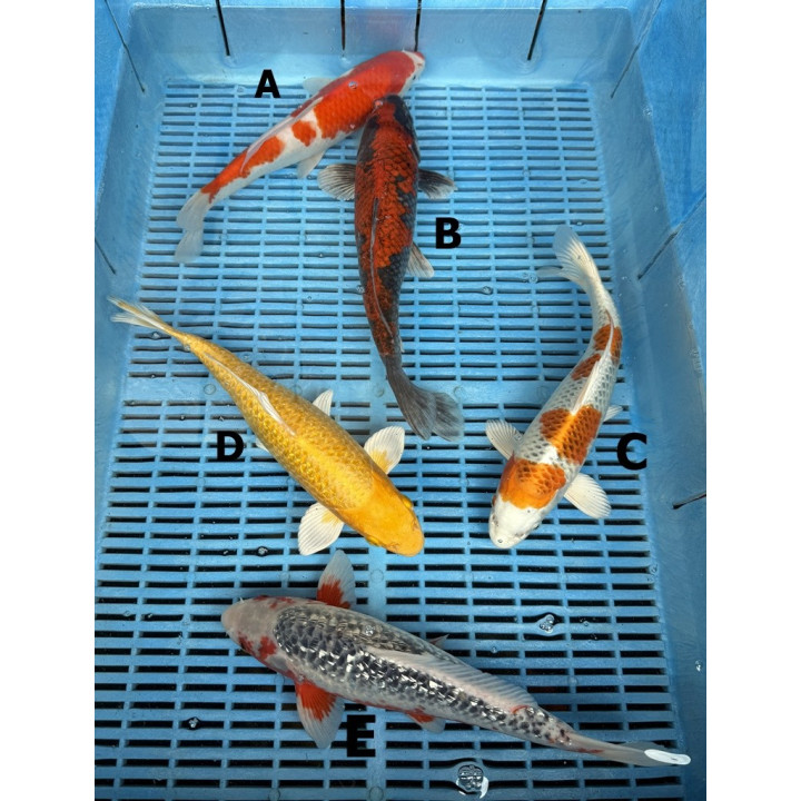 Koi Handpick 30-35cm 1