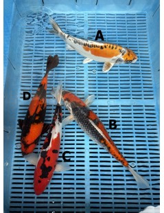 Koi Handpick 30-35cm 2