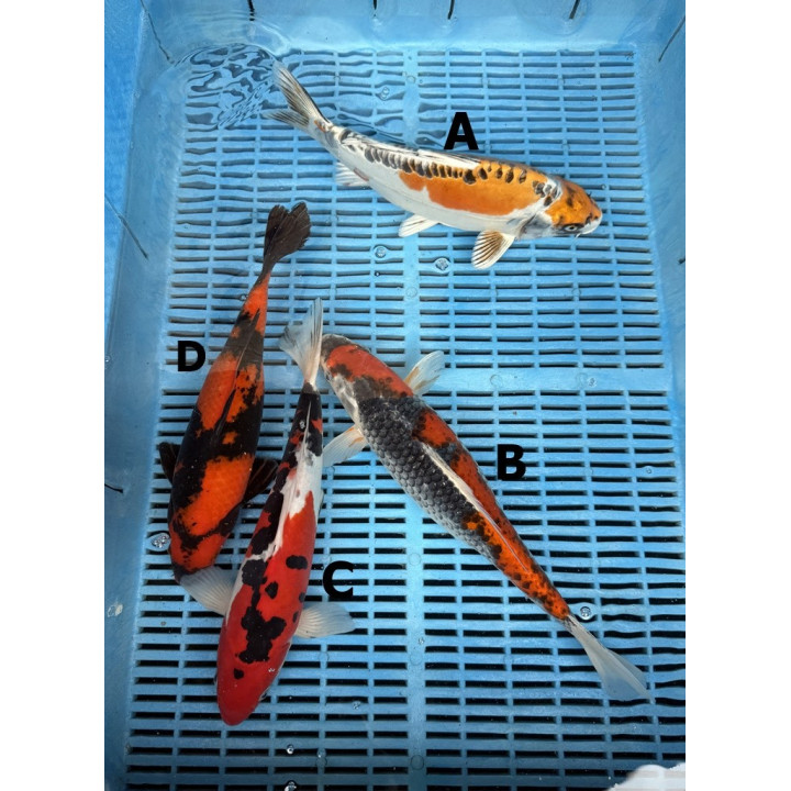 Koi Handpick 30-35cm 2