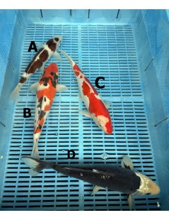 Koi Handpick 30-35cm 3