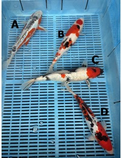 Koi Handpick 30-35cm 4