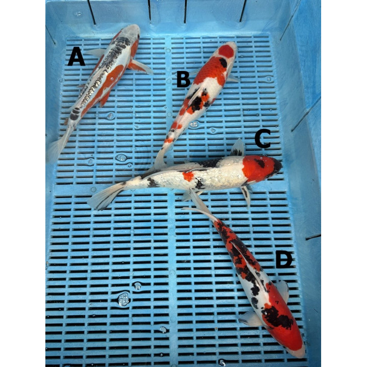 Koi Handpick 30-35cm 4