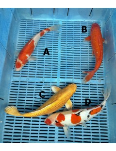 Koi Handpick 30-35cm 5