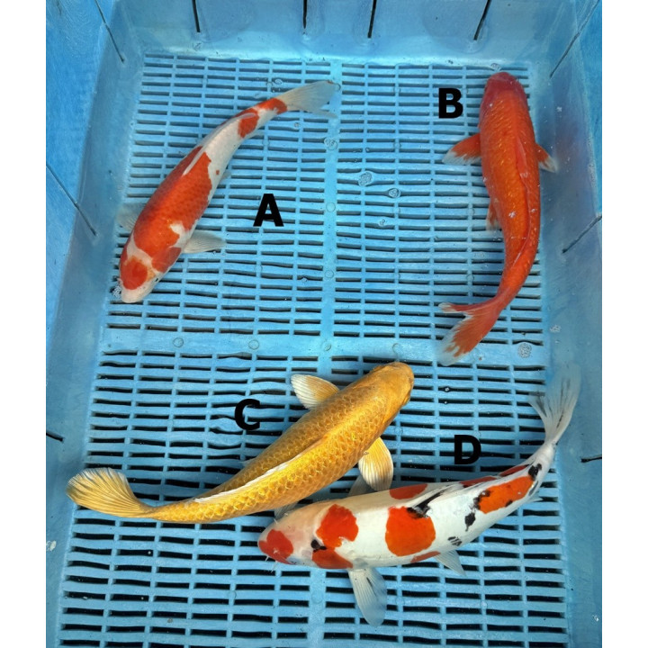 Koi Handpick 30-35cm 5