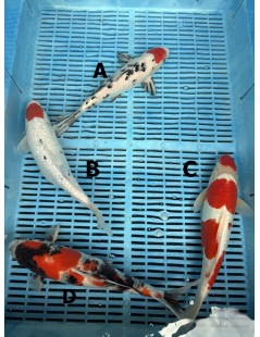 Koi Handpick 30-35cm 6