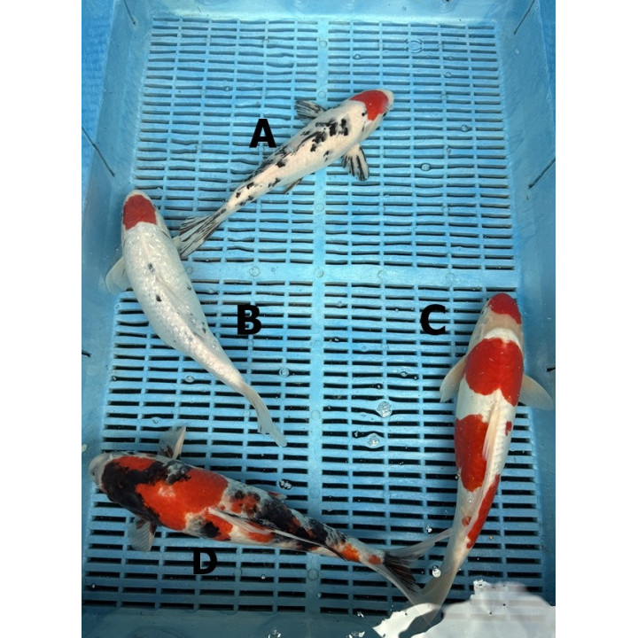 Koi Handpick 30-35cm 6