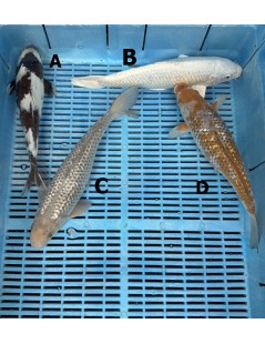 Koi Handpick 30-35cm 7