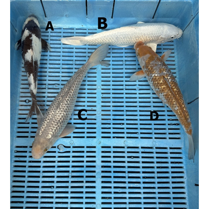 Koi Handpick 30-35cm 7