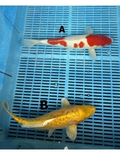 Koi Handpick 35-40cm 1