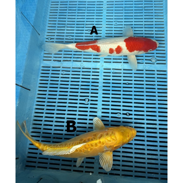 Koi Handpick 35-40cm 1