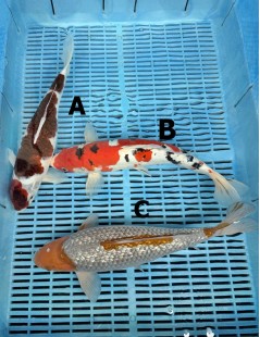 Koi Handpick 35-40cm 2