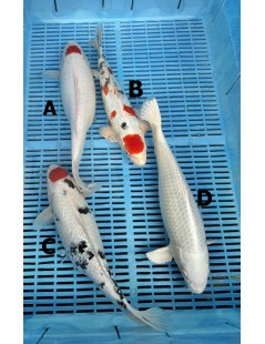 Koi Handpick 35-40cm 3