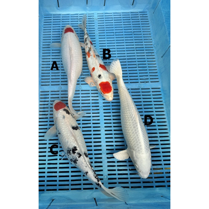 Koi Handpick 35-40cm 3