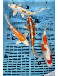 Koi Handpick 35-40cm 4