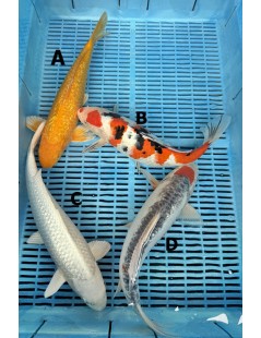 Koi Handpick 35-40cm 5