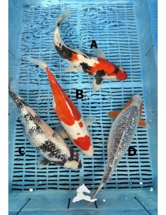 Koi Handpick 35-40cm 6
