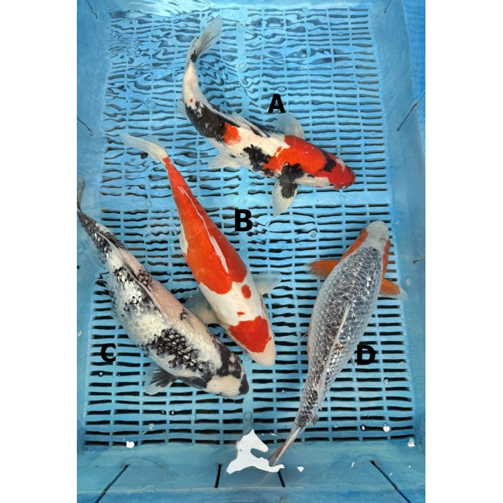 Koi Handpick 35-40cm 6