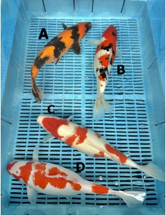 Koi Handpick 35-40cm 7